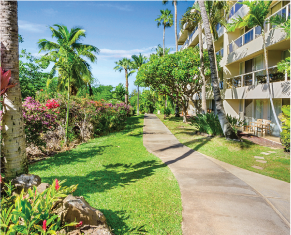 Maui Banyan